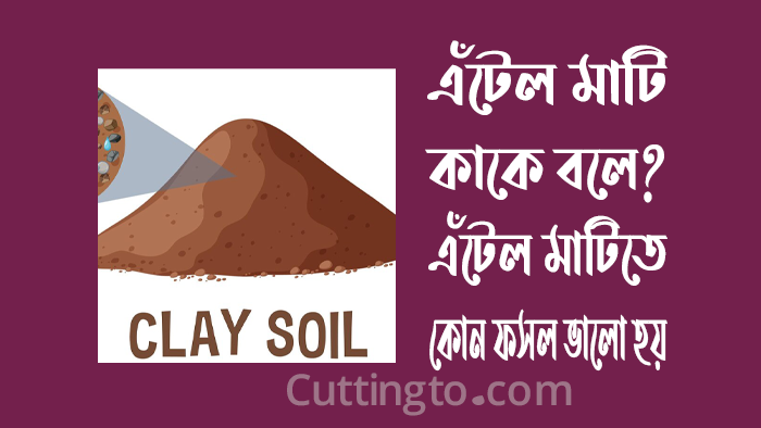 এঁটেল মাটি কাকে বলে? এঁটেল মাটিতে কোন ফসল ভালো হয়