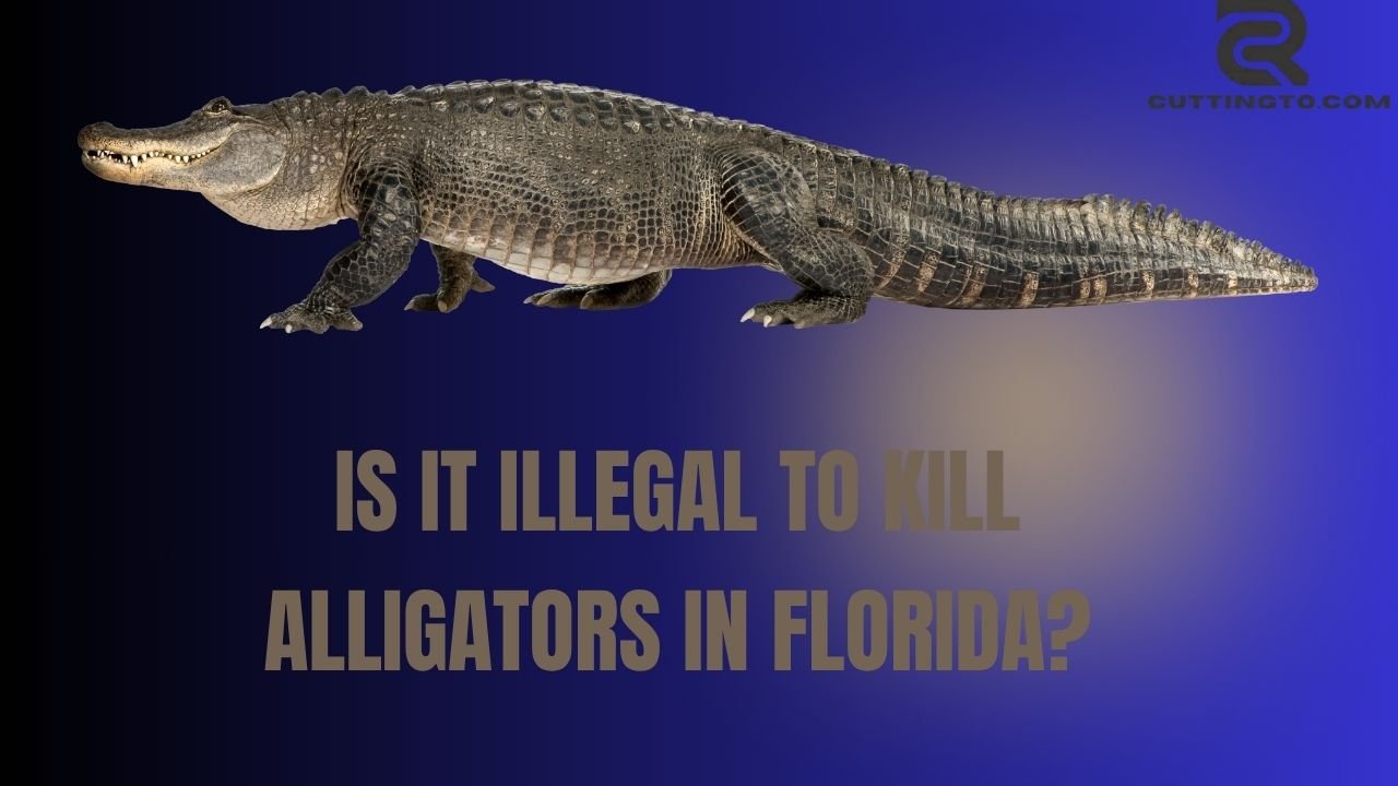 Is It Illegal to Kill Alligators in Florida?